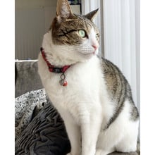 Sparkle Cat Collar